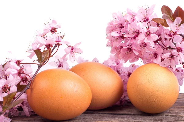 Eggs with spring flower on wooden background — Stock Photo, Image