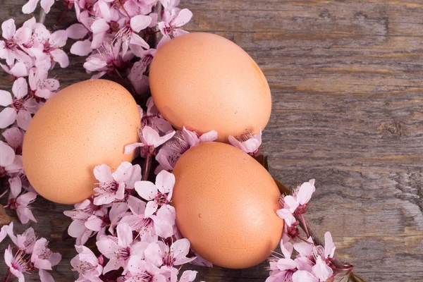 Eggs with spring flower on wooden background — Stock Photo, Image