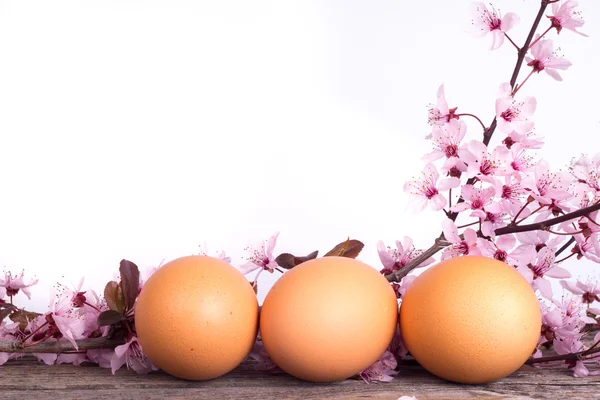 Eggs with spring flower on wooden background — Stock Photo, Image