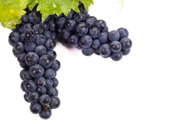 Olgun kara üzüm yaprakları ile