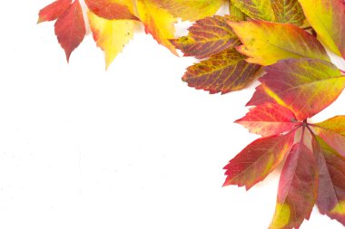 renkli yaprakları üzerinde beyaz izole