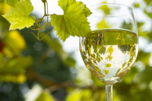 Çift kadehlerin ve üzüm demet