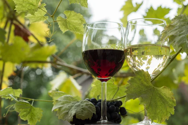 Çift kadehlerin ve üzüm demet