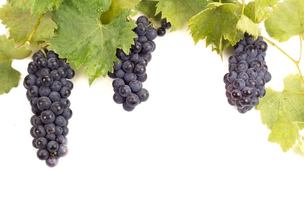 Rijp donker druiven met bladeren — Stockfoto