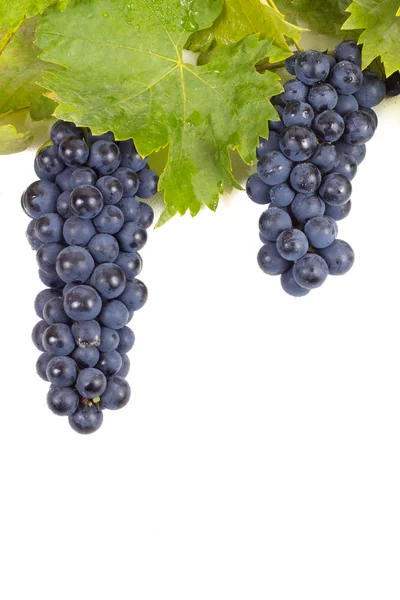 Olgun kara üzüm yaprakları ile
