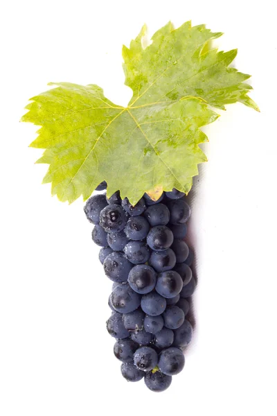 Rijp donker druiven met bladeren — Stockfoto
