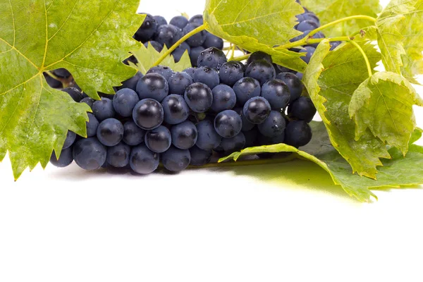 Olgun kara üzüm yaprakları ile
