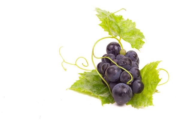 Maturare uva scura con foglie — Foto Stock