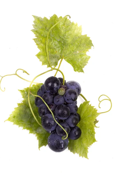 Uvas maduras oscuras con hojas — Foto de Stock