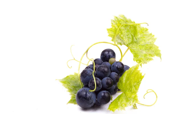 Maturare uva scura con foglie — Foto Stock