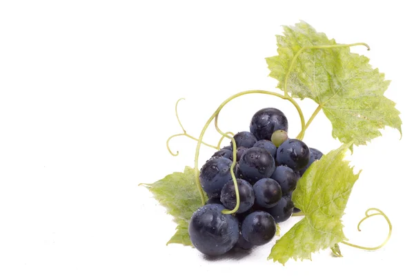 Olgun kara üzüm yaprakları ile