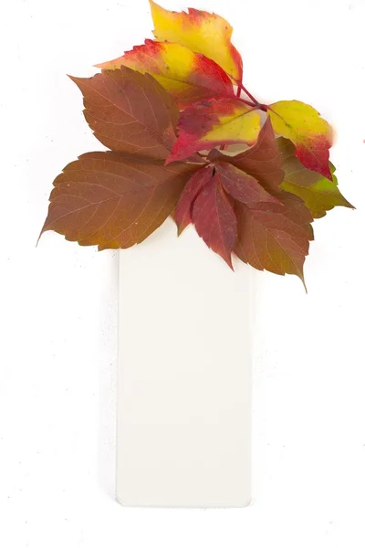 Barevné listí, izolované na bílém — Stock fotografie