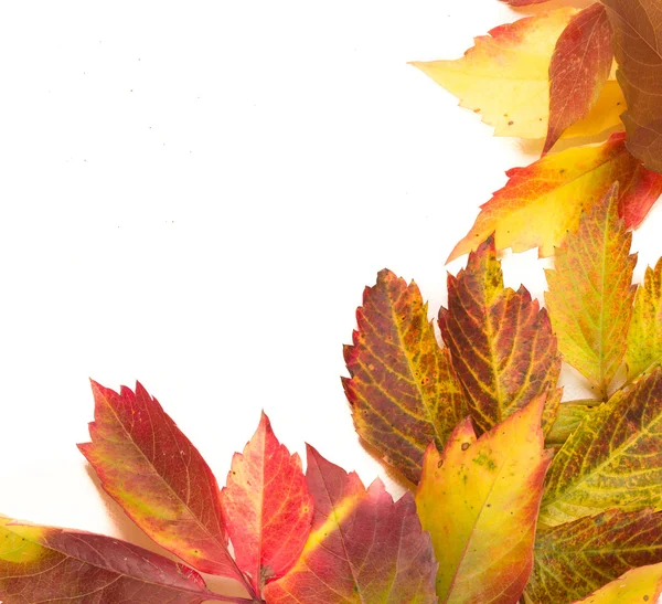 Colorful leaves isolated on white — Stock Photo, Image