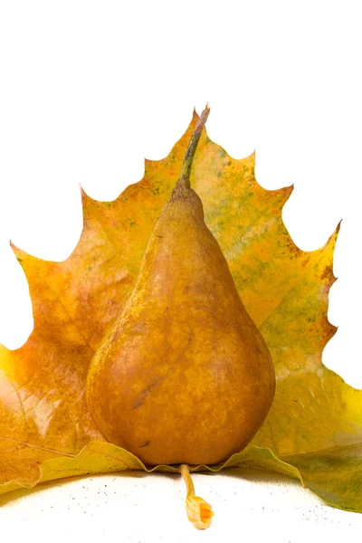 Barevné podzimní ovoce — Stock fotografie