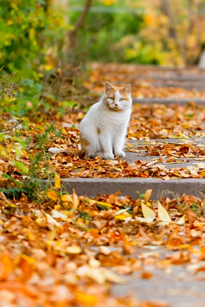 Cat on the leaves — Stock Photo, Image