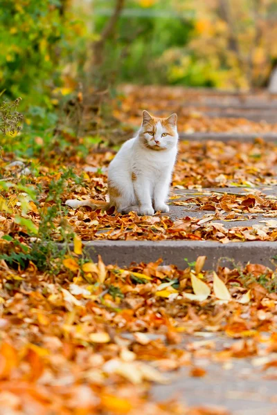 Katt på bladen — Stockfoto