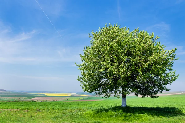 bir alanda tek ağaç
