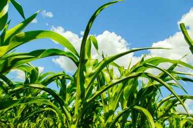 Görünüm altındaki Mısır filizlenir