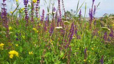 Yeşil çayırlardaki bahar mor çiçekleri rüzgarla sallanıyor. Bahar dönemi konsepti. Mor kır çiçekleri rüzgarda sallanıyor. Çiçek çimenliğinde rüzgarlı güneşli sıcak bir gün.