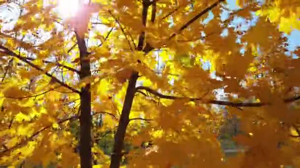 Yellow Leaves Maple Trees Park Sunny Autumn Day Nature Video — ストック動画