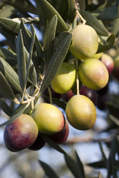 Olgun zeytin zeytin ağacı dalı