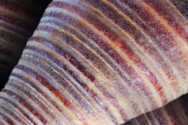 Deniz kabuğu dokusu portre