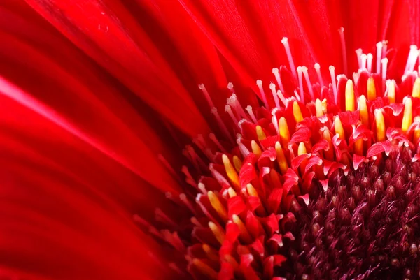 Makró fényes vörös virág — Stock Fotó