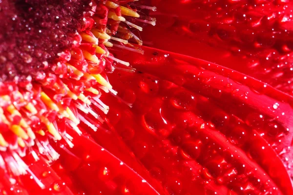 Bright red flower macro — Stock Photo, Image