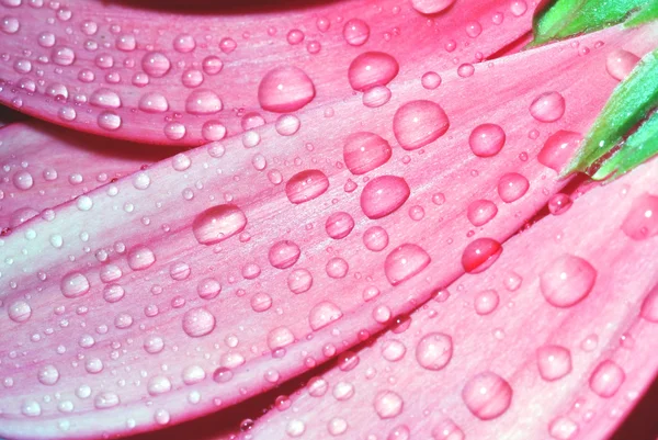 Rózsaszín Virágszirmok harmatcseppekkel — Stock Fotó