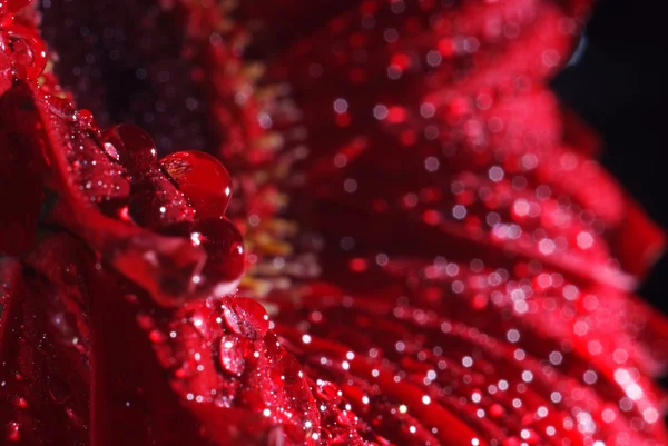 Makró fényes vörös virág — Stock Fotó