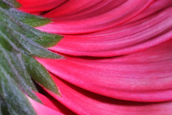 Világos rózsaszín virág Polárszűrő — Stock Fotó