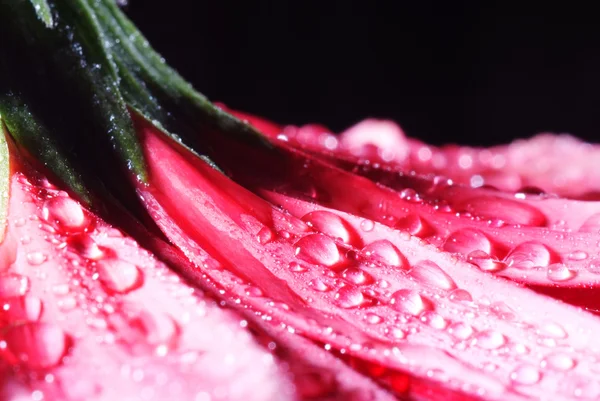 Rózsaszín Virágszirmok harmatcseppekkel — Stock Fotó
