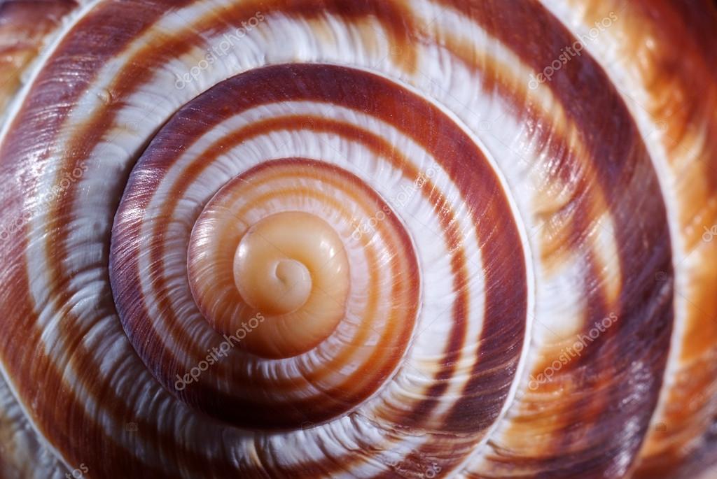 Snail Shell Closeup Stock Photo By Inna Inna 21284231 snail-shell-closeup-stock-photo-by-inna-inna-21284231