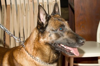 Polis köpeği eğitim