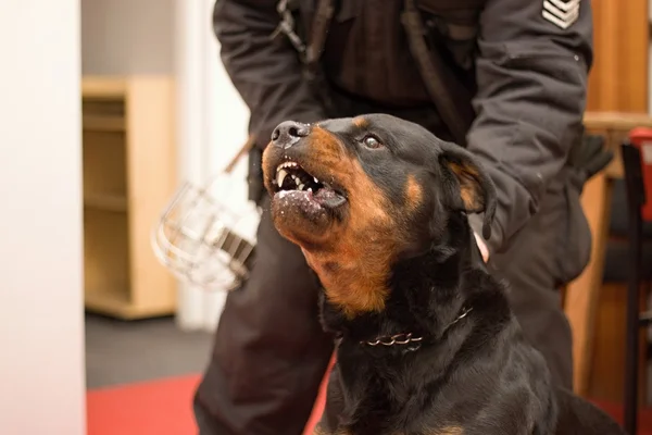 Police dog in training — Stock Photo, Image