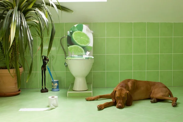 Dog lying in the bathroom with toilet — Stock Photo, Image