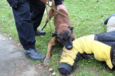 Polis köpeği iş başında.