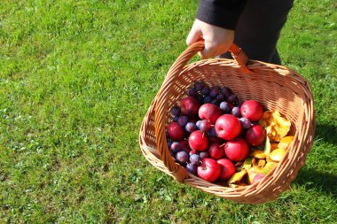 autumn fruit basket clipart