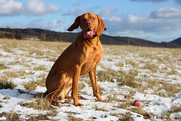 bir atış bir Macar vizsla köpek kış.
