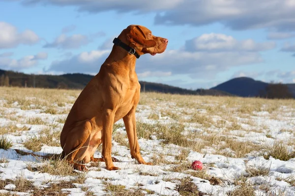 A shot of a Hungarian Vizsla dog in winter. — Stock Photo, Image