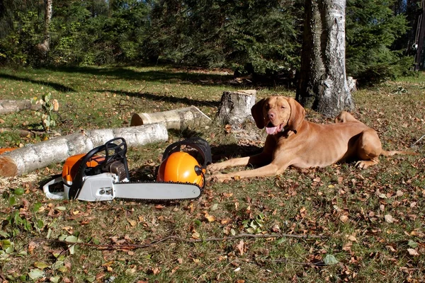 Chainsaw, drwal ścinka — Zdjęcie stockowe