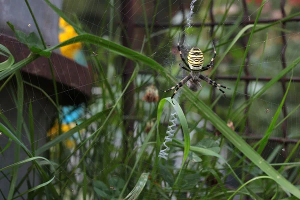 Aranha amarela-negra em sua teia de aranha - Argiope bruennichi — Fotografia de Stock