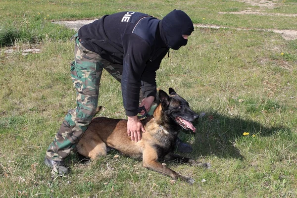 Özel polis köpeği eğitim