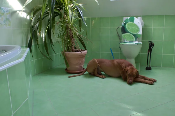 Собака в ванной комнате с туалетом — стоковое фото