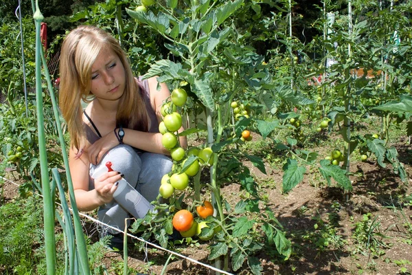 Beautiful young blond girl, grows tomatoes, organic farm — Stock Photo, Image