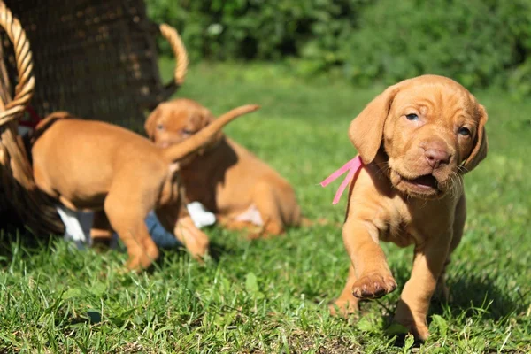 Hungarian hound puppies — Stock Photo, Image