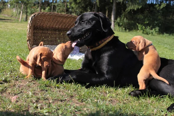 Adoptive mother dog, Hungarian hound — Stock Photo, Image