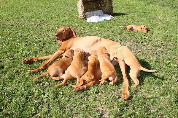 Magyar Vizsla - cão fêmea com cachorros — Fotografia de Stock