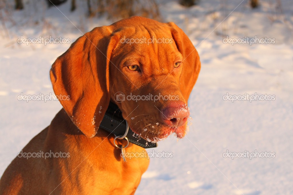 Magyar Vizsla in winter — Stock Photo © marsan 22650725