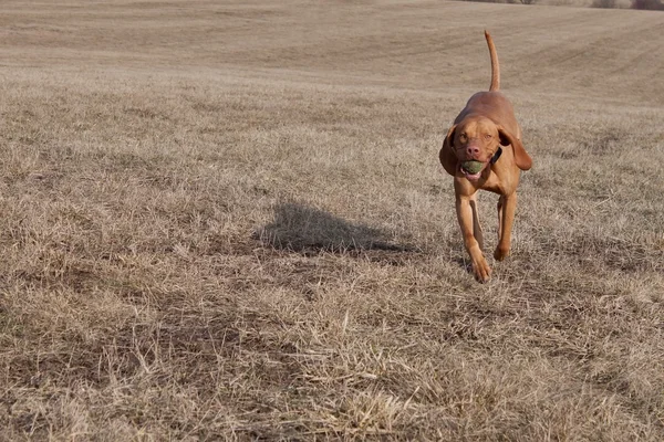 Viszla perro corriendo rápido para coger una pelota de tenis — Foto de Stock